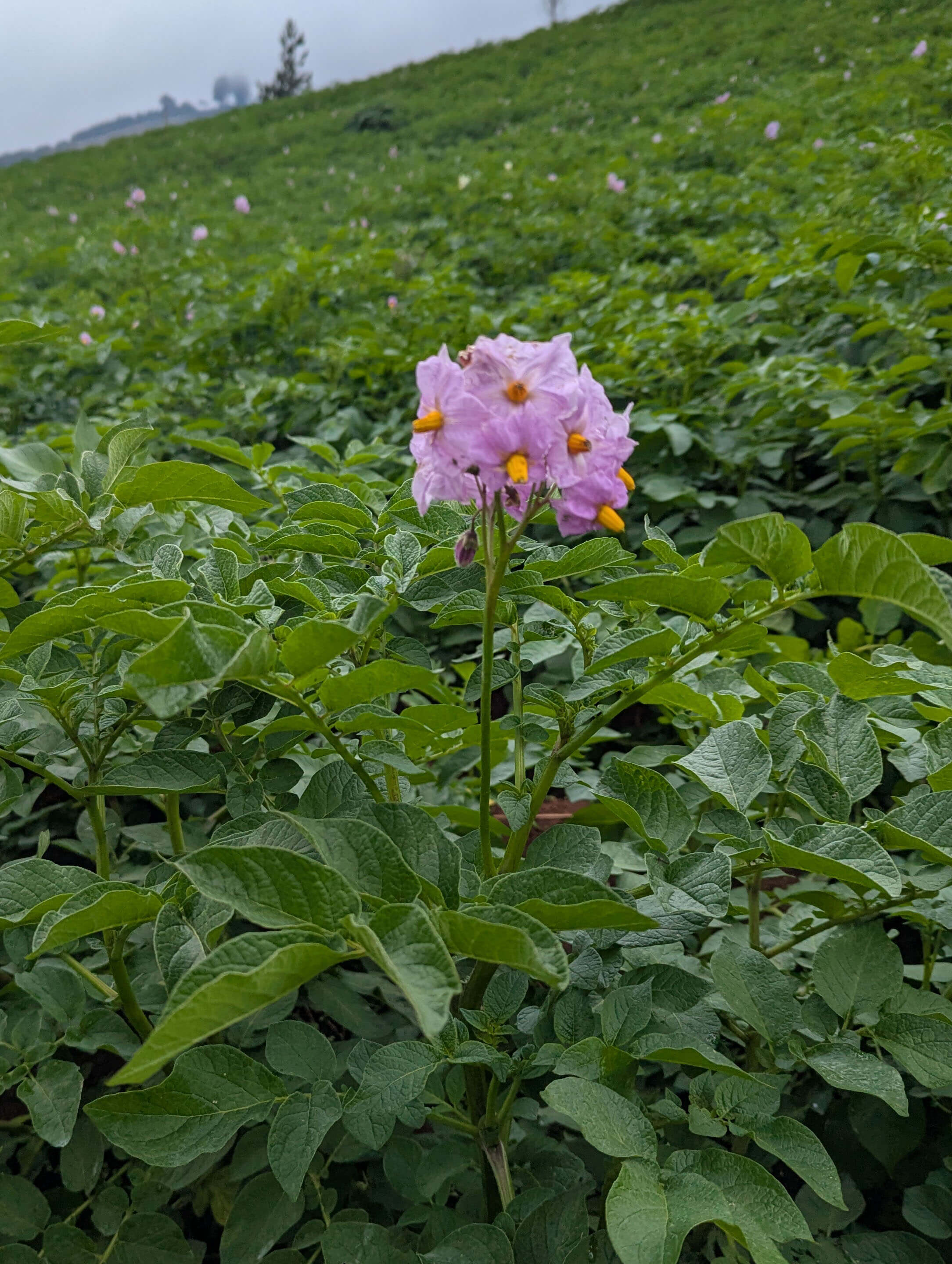 Round potato farm or flower